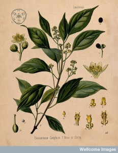 A nineteenth-century illustration of the camphor tree (Wellcome Images).